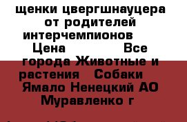 щенки цвергшнауцера от родителей интерчемпионов,   › Цена ­ 35 000 - Все города Животные и растения » Собаки   . Ямало-Ненецкий АО,Муравленко г.